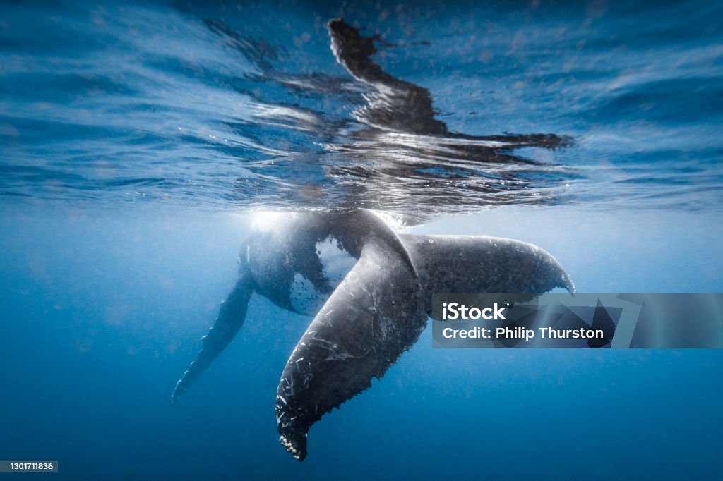 Humpback whale fluke while playfully swimming in clear blue ocean Whale Stock Photo