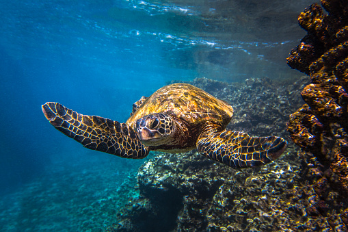 A green sea turtle swimming in the ocean near the water surface. The turtle is seen from the front, with its head and front flippers visible. The turtle’s shell is brown and yellow, with a pattern of dark spots. The turtle’s flippers are gray and have a pattern of white lines. The background consists of blue water and coral reefs. The image has a dreamy, underwater feel to it.
