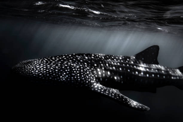 istock Whale Shark swimming with light rays in black and white 1301712579