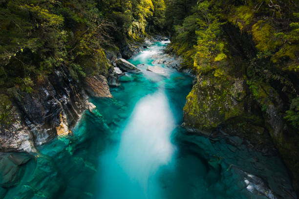 aqua morska turkusowa niebieska rzeka przepływająca obok jasnych zielonych drzew - new zealand forest landscape mountain zdjęcia i obrazy z banku zdjęć