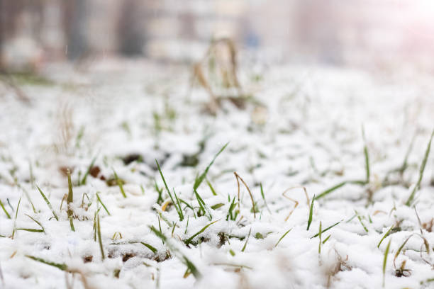istock Green grass under the first snow closeup 1301715085