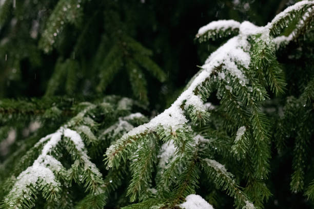 istock Snow and water drops on spruce branches 1301715121