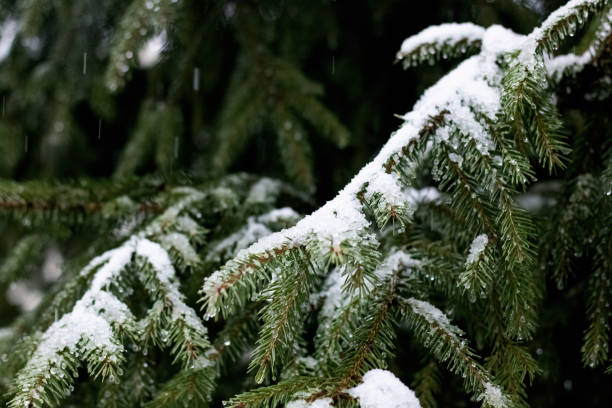 istock Snow and water drops on spruce branches 1301715707