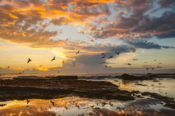 Photo of Coastal ocean scene with dramatic morning sunrise and sea birds