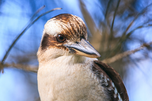 Close up Kookaburra portrait