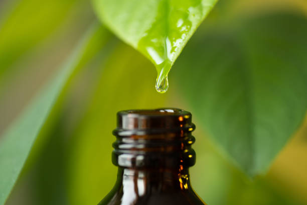 istock Herbal, alternative medicine oil drop falling down from a leaf to the bottle, with copy space 1301717339