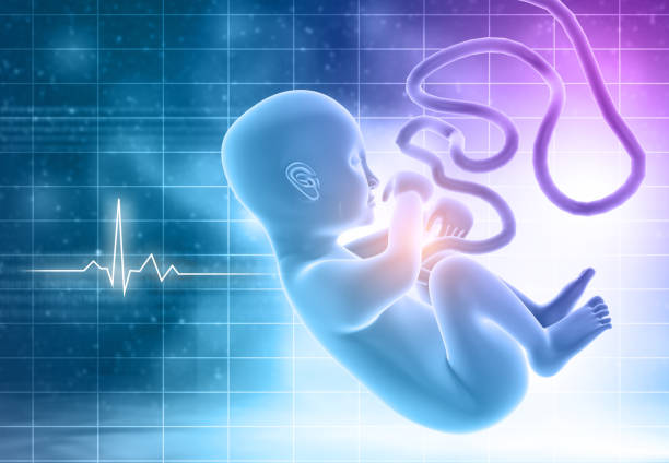 istock Human fetus on scientific background 1301718126