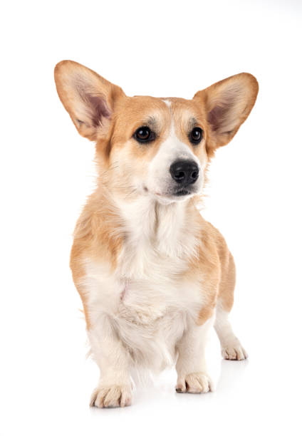 istock young Pembroke Welsh Corgi 1301719283