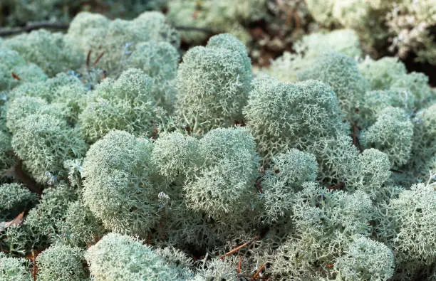 Cladonia rangiferina, also as reindeer lichen , grey reindeer lichen, or reindeer moss, light-colored, fruticose species of lichen, family Cladoniaceae