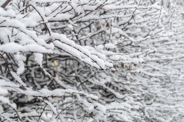 istock Winter branches of trees covered by snow. 1301724696
