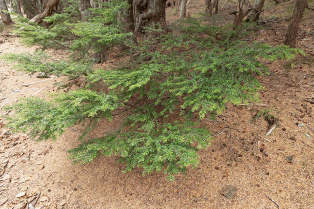 istock Veitch's silver fir 1301724833