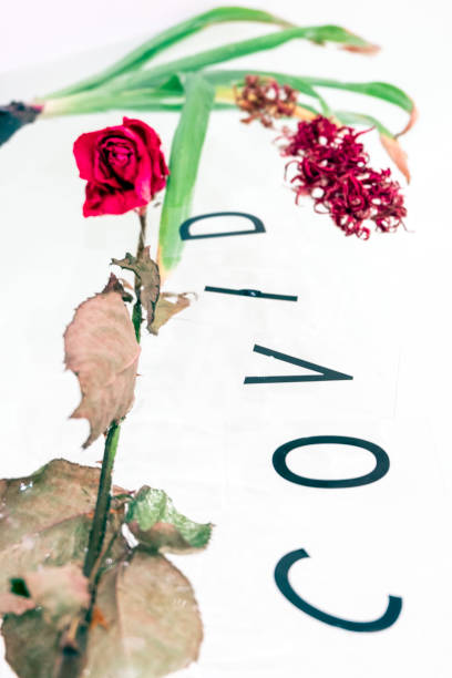 dried flower in water, abstract image. the inscription in black letters stock photo