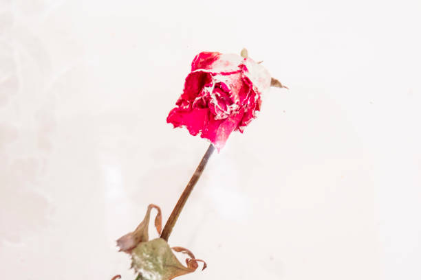 a dried rose in water, an abstract image suitable for using the cover stock photo