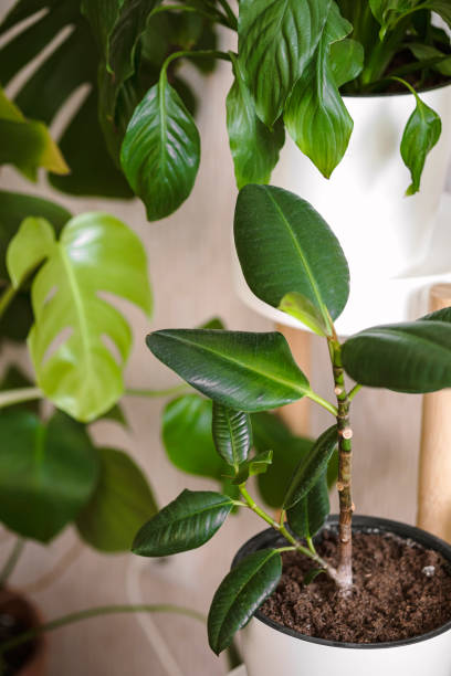 istock Ficus elastic plant rubber tree in white flower pot stand on a light background. Home plants care concept. Modern minimal creative home decor concept, garden room 1301727327