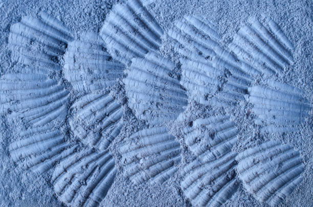 Blue bentonite clay powder texture close up, selective focus. Abstract background with seashell prints.