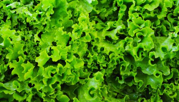 istock Fresh green salad. Abstract natural green background. 1301729487