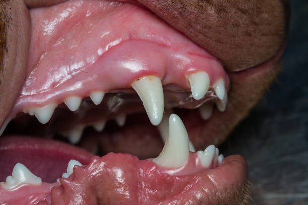 istock young dog teeth close-up, 6 months old 1301732145