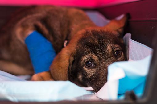 cachorro de raza mixta con parvovirosis en la clínica veterinaria photo