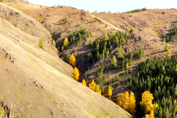 pittoreschi speroni della cresta nurali - larch tree stone landscape sky foto e immagini stock