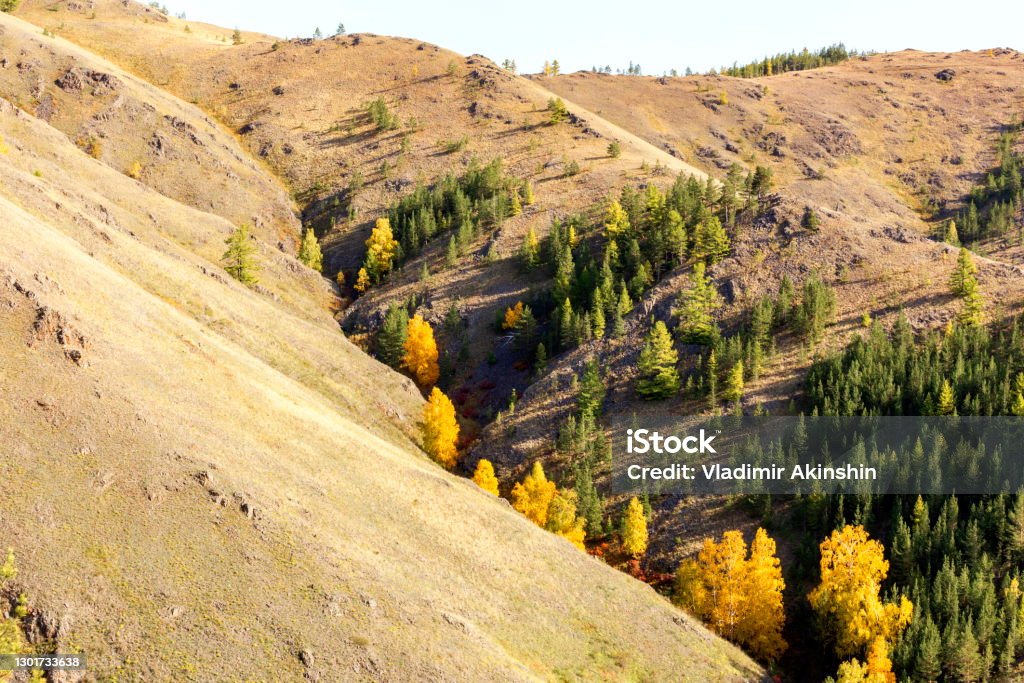 Picturesque spurs of the Nurali ridge Picturesque spurs of the Nurali ridge in the Ural Mountains in the Republic of Bashkortostan on an autumn day. Larch Tree Stock Photo