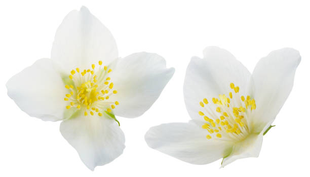 istock Jasmine flowers isolated on white background without shadow 1301733753