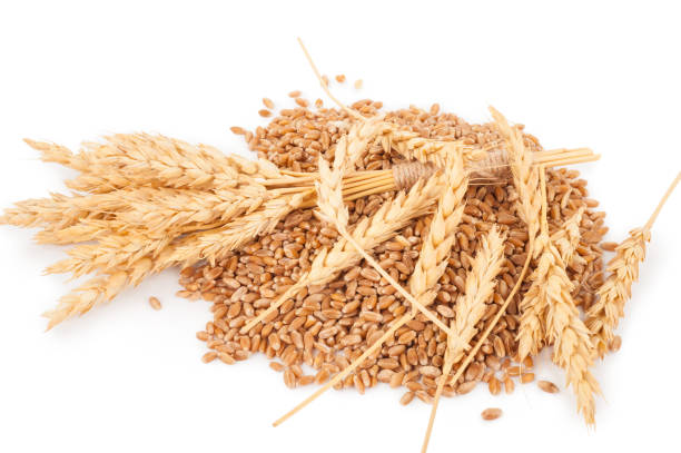 istock Ears of wheat and wheat grains 1301734470