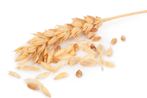 istock Ear of wheat and wheat grains 1301734505