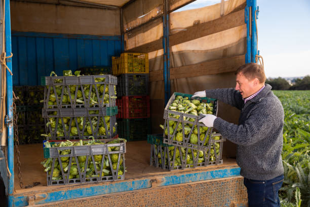 istock Farmer loading boxes with artichokes in truck 1301734803