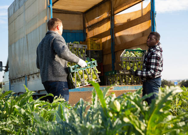 istock Farmers loading truck with artichokes 1301734808