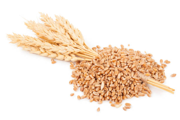 istock Ears of wheat and wheat grains 1301735536