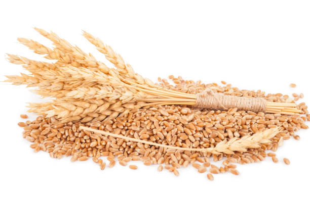 ears of wheat and wheat grains - 3144 imagens e fotografias de stock
