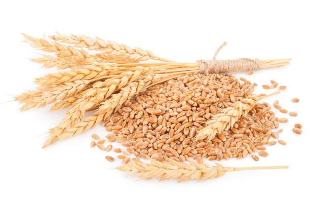 istock Ears of wheat and wheat grains 1301736340