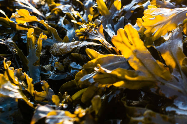 istock Vibrant fresh seaweed growing on the shoreline 1301737183
