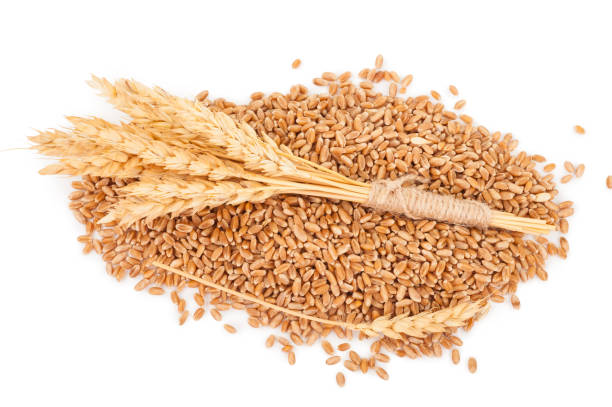istock Ears of wheat and wheat grains 1301737298