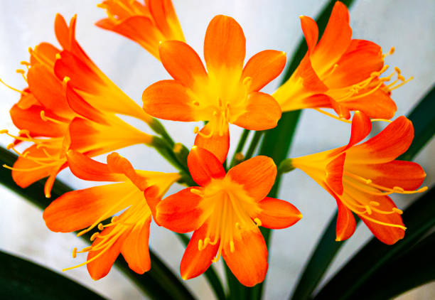 istock orange background from orange flowers 1301739313