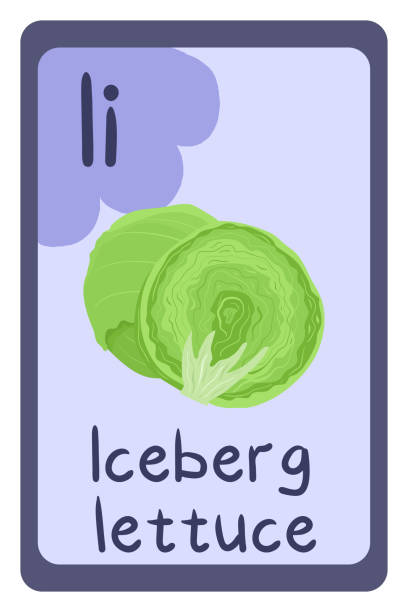 ilustrações de stock, clip art, desenhos animados e ícones de abc food education flash card, letter i - iceberg lettuce. - iceberg lettuce