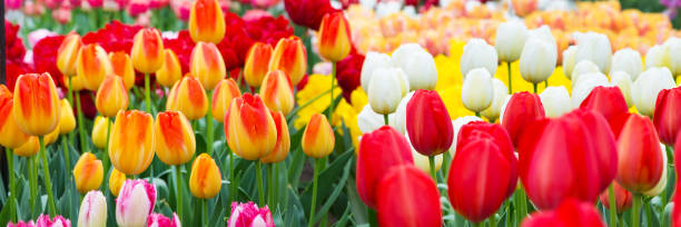 istock Tulip flowerbed, red, yellow, white panorama 1301741724