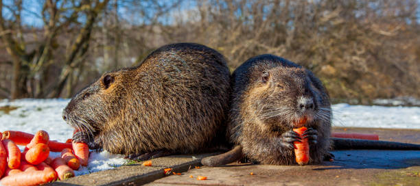 muskrat ondatra zibethicus ou nutria myocastor coypus rongeur dans l’habitat naturel. scène faunique d’allemagne, alzey, palatinat rhénan. les rats musqués mangent des carottes. - nutria rodent beaver water photos et images de collection