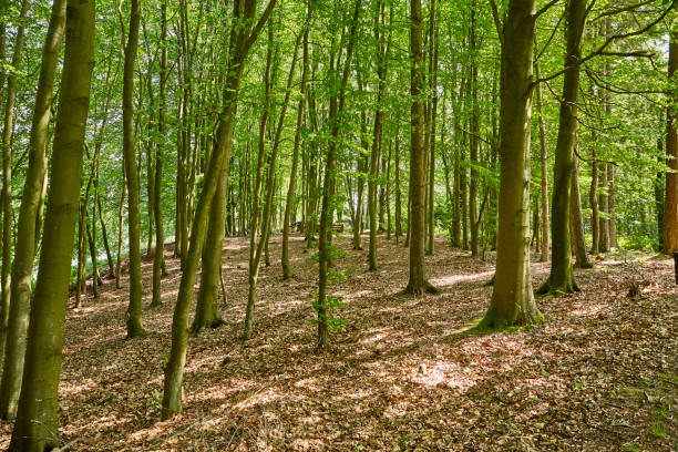 istock trees and tall grass in a forest during hot summer day 1301742191
