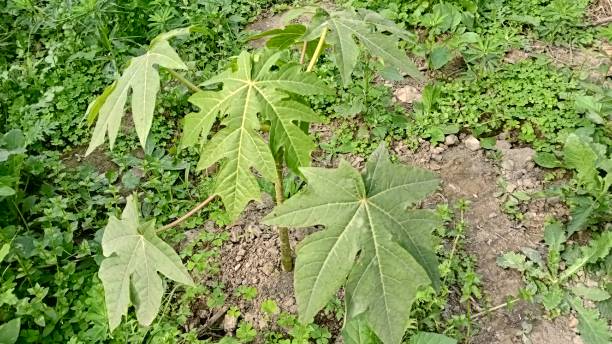 istock Papaya plant 1301743287