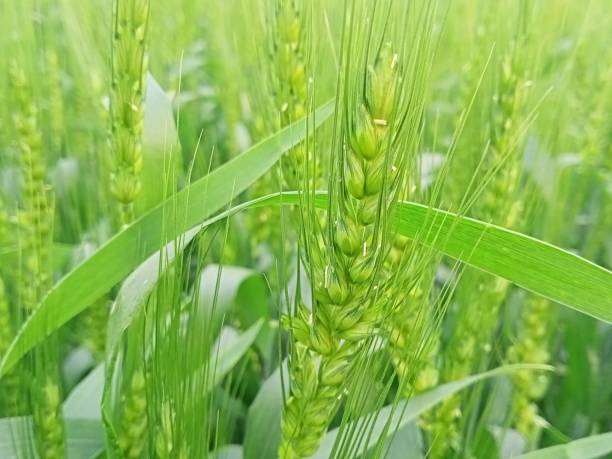 istock Wheat farm in the village 1301743819