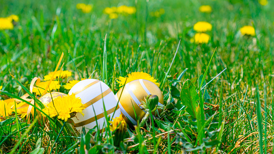 Easter basket. Golden egg with yellow spring flowers in celebration basket on green grass background. Congratulatory easter design