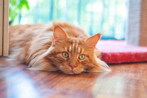 istock Beautiful ginger Main Coon cat is realxing at home 1301745863