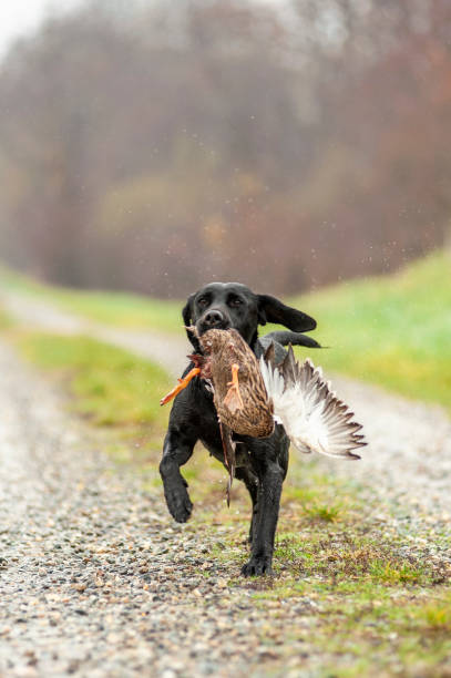 istock Black Labrador Retriever is bringing a duck to owner 1301745888