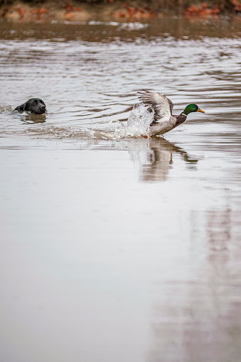 Black Labrador dog hunting a duck in a lake, duck is trying to fly away