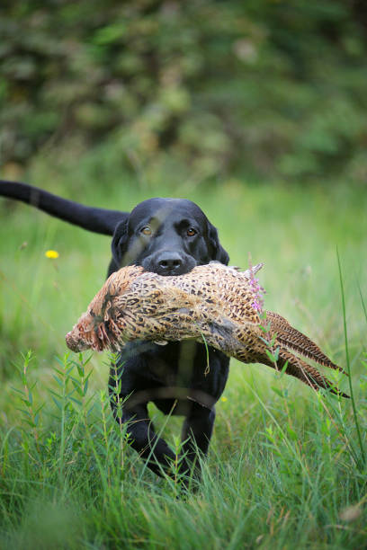 istock Black Labrador Retriever is retrieving a big pheasant 1301745973