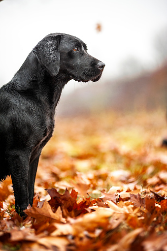 Black Labrador profile portrait, blurred background, copy space