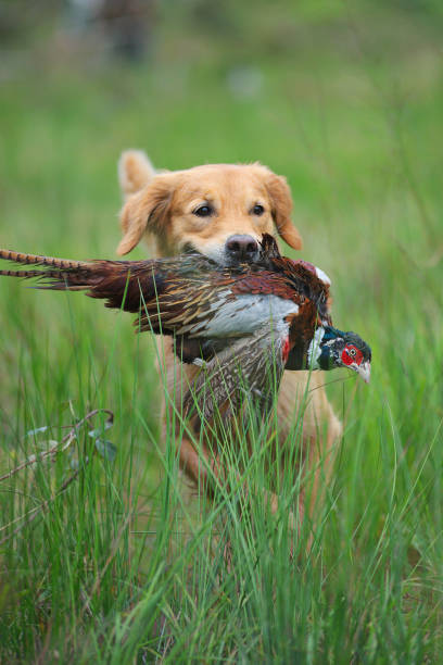 istock Golden Retriever is retrieving a big male pheasant 1301746013