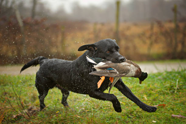 Black Labrador Retriever is running with a dead duck in his mouth Powerful black Labrador is retrieving a duck during a duck hunting day camel colored photos stock pictures, royalty-free photos & images