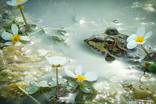 istock Frog in the lake 1301746352